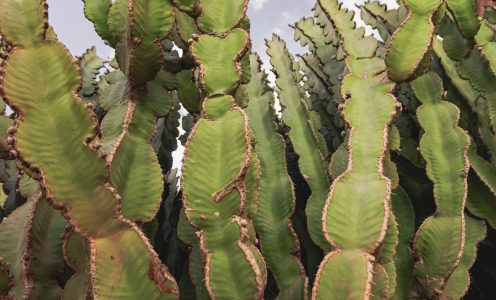 Vivi Lanzarote in modo wild